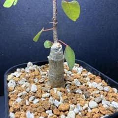 m77984157553_1.jpg?1756965974