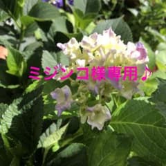ミジンコ様専用♪のサムネイル