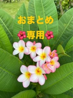 suzucoco様 リクエスト 2点 まとめ商品 - メルカリ