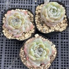 多肉植物☆アイススピリット・3苗セット・抜き苗 - メルカリ