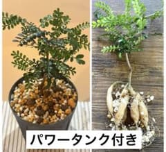 オペルクリカリア パキプス 実生 鉢ごと③ - メルカリ