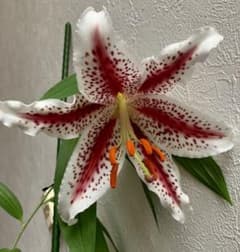 紅筋ヤマユリ　球根　1球　①のサムネイル