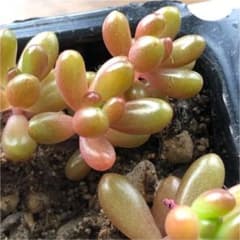 虹の玉　抜き苗5ポットのサムネイル