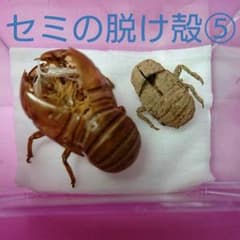 ⑤縁起物 蝉の脱け殻(クマゼミとニイニイゼミ)のサムネイル