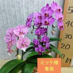蘭工房⭐️ミディ胡蝶蘭⭐️4品種4株⭐️2鉢 - メルカリ