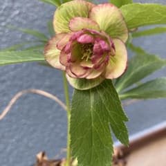 クリスマスローズ　現状蕾　極小輪　株分け前提 クリスマスローズ 現状蕾 極小輪 株分け前提 - メルカリ