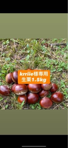 krriie様専用　熊本県産　生栗　1.5kgのサムネイル