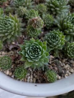 センペルビウム　大紅巻絹②のサムネイル