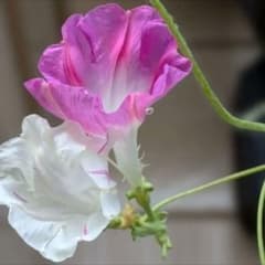 変化朝顔★白地紅雀斑咲分切髭咲き 中輪変化朝顔の種☆【白地紅雀斑咲分切髭咲き】☆沢山咲く！10粒