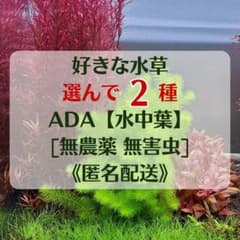 ADA水草【水中葉】★好きなの選んで2種★　[無農薬 無害虫]のサムネイル