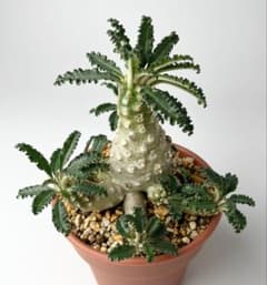 レア/塊根植物】ドルステニア ラブラニー オス株（大株）鉢植え ②