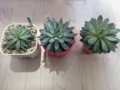 ミックスベリア青鬼、赤鬼、桜鬼 多肉植物 エケベリア アガベ