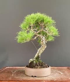 白木盆栽園 山採り 黒松 樹高39センチ盆栽黒松赤松五葉松真柏雑木趣味