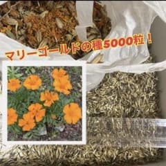 ✨マリーゴールドの種5g（約5000粒）✨のサムネイル