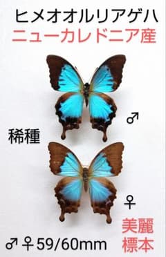 蝶標本　ザルモクシスオオアゲハ 蝶標本 ザルモクシスオオアゲハ - メルカリ