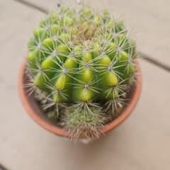 サボテン 金盛丸 小苗2つ付き(抜き苗) - メルカリ