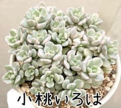 小桃いろは 2カット 古都の葉さん苗 - メルカリ