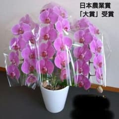 胡蝶蘭 日本農業賞「大賞」受賞 モテギ洋蘭園 ミディ胡蝶蘭 - メルカリ