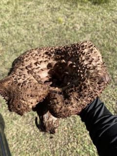 香茸　信州　長野県産　9/25  午後取れのサムネイル