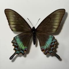 蝶の標本】中国産ミヤマカラスアゲハ♂ - メルカリ