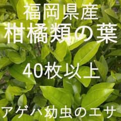 【柑橘類の葉40枚以上】アゲハチョウ　幼虫のえさ　栽培期間中農薬不使用のサムネイル