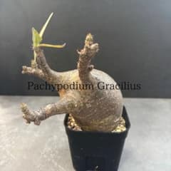 発根済 パキポディウム グラキリス 現地球 良型 塊根植物 コーデックス