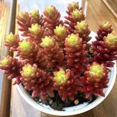 すっっごく強い‼︎モリムラマンネングサ 森村万年草 抜き苗！！多肉