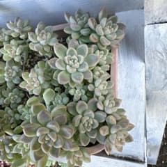 多肉植物 だるま姫秀麗×プロリフィカ カット苗のサムネイル