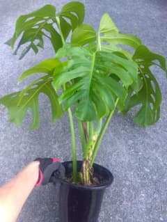 モンステラ デリシオーサ 6号鉢つき 深穴開き❗2株植え❗ か - メルカリ