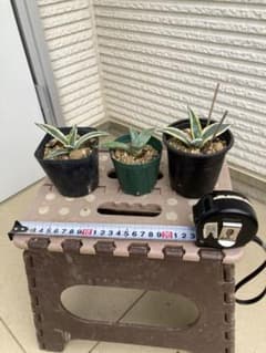 観葉植物 リュウゼツランC（アガベ アメリカーナ斑入り） アオノ
