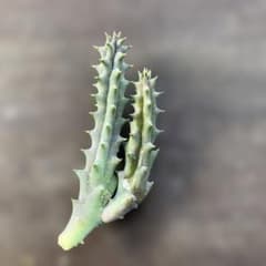 ガガイモ　ヒストリクス　5のサムネイル