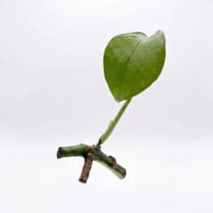 モンステラ 斑入り 茎伏せ用苗のサムネイル
