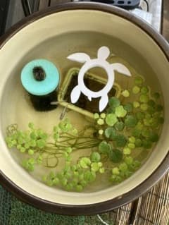 メダカに！ホヌの浮き絵のサムネイル