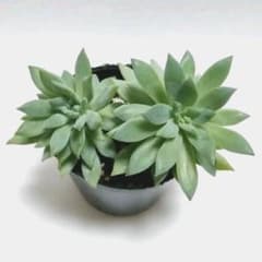 ファンファーレ☆抜き苗　多肉植物のサムネイル