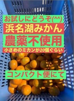 M18農薬不使用　浜名湖みかん　お試しコンパクト一杯　安心 安全 青切りのサムネイル