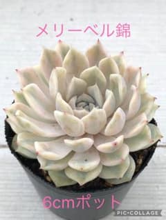 多肉植物 メリーベル錦♡抜き苗 多肉植物 メリーベル錦♡抜き苗 - メルカリ