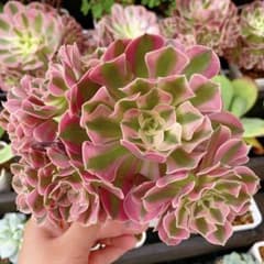 多肉植物 アエオニウム ‘ピンク花妖’ 大株・群生株 （美株） 抜き苗 多肉植物 アエオニウム 'ピンク花妖' 大株・群生株 （美株） 抜き苗