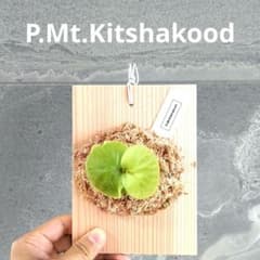 ビカクシダ】キッチャクード P.Mt.Kitshakood 板付 - メルカリ