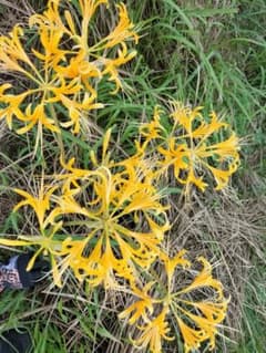 宿根草の咲き 終わった 黄色の彼岸花 ５球根 です - 5
