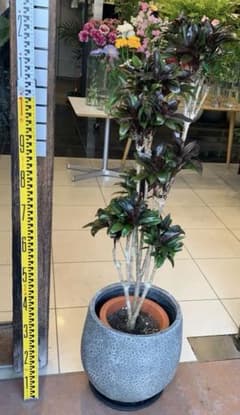 ドラセナ パープルコンパクタ ファイバー鉢 お皿付き dracaena-purple-compacta-166_1
