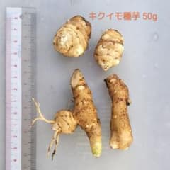 植え時！ キクイモ種芋 間もなく終了のサムネイル