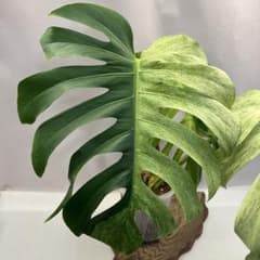 R*u様 Q014 Monstera Thai Mint モンステラ・タイ・ミン - メルカリ