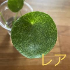 ピレア　ペペロミオイデス　モヒート　希少種　小さい苗①のサムネイル
