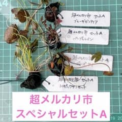 超メルカリ市　スペシャルセットA （熱帯睡蓮4品種＋品種不明1品種）のサムネイル