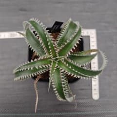 ディッキア Dyckia Fighting Tigerのサムネイル