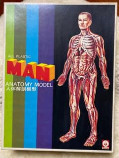 超希少　ツクダ人体解剖模型のサムネイル