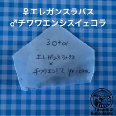 交配種子エレガンスラパス×チワワエンシスイェコラのサムネイル