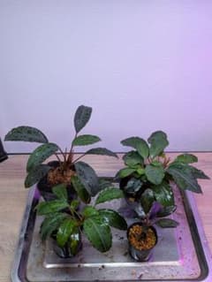 陰性水草の王様的存在【ブセファランドラ】大型4種セット 陰性水草の王様的存在【ブセファランドラ】大型4種セット - メルカリ