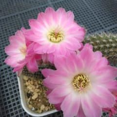 多肉植物 花サボテン白檀✨️新2号✨️カキコ3本✨️ - メルカリ
