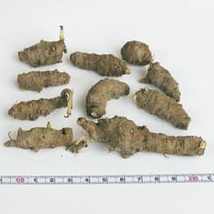 【現物】 オカワカメ（おかわかめ、雲南百薬）の種芋 (40)のサムネイル